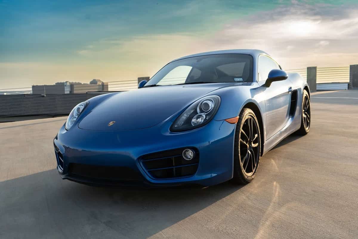 Roma Exotics